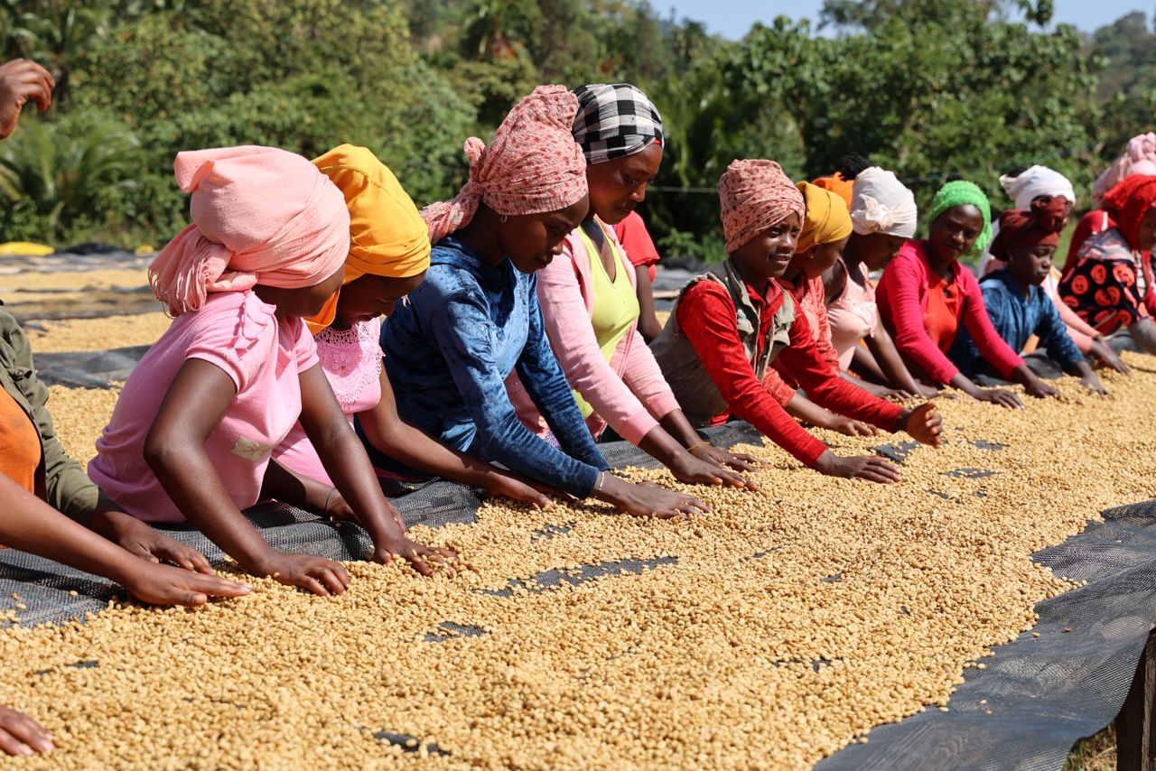 A line of women wearing colorful headscarves  sorting coffee on drying beds